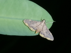 Prophantis