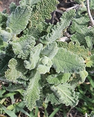 Salvia dominica