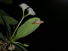 Prophantis