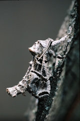 Inguromorpha arcifera