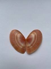 Bosemprella incarnata