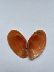 Bosemprella incarnata