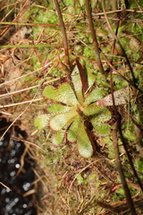 Drosera hamiltonii