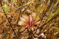 Drosera hamiltonii