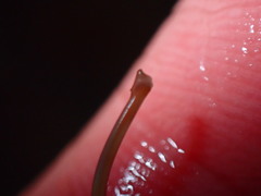Paragordius varius