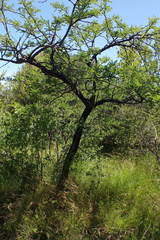 Vachellia robusta