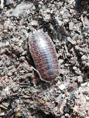 Porcellio dispar