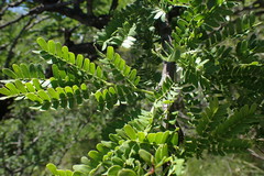 Vachellia robusta