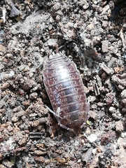 Porcellio dispar