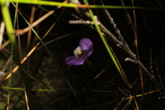 Utricularia paulineae