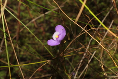 Utricularia paulineae