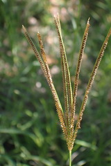 Eustachys paspaloides