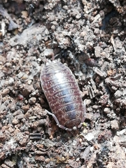 Porcellio dispar