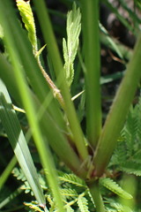 Eustachys paspaloides