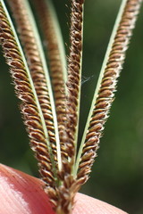 Eustachys paspaloides