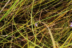 Utricularia paulineae