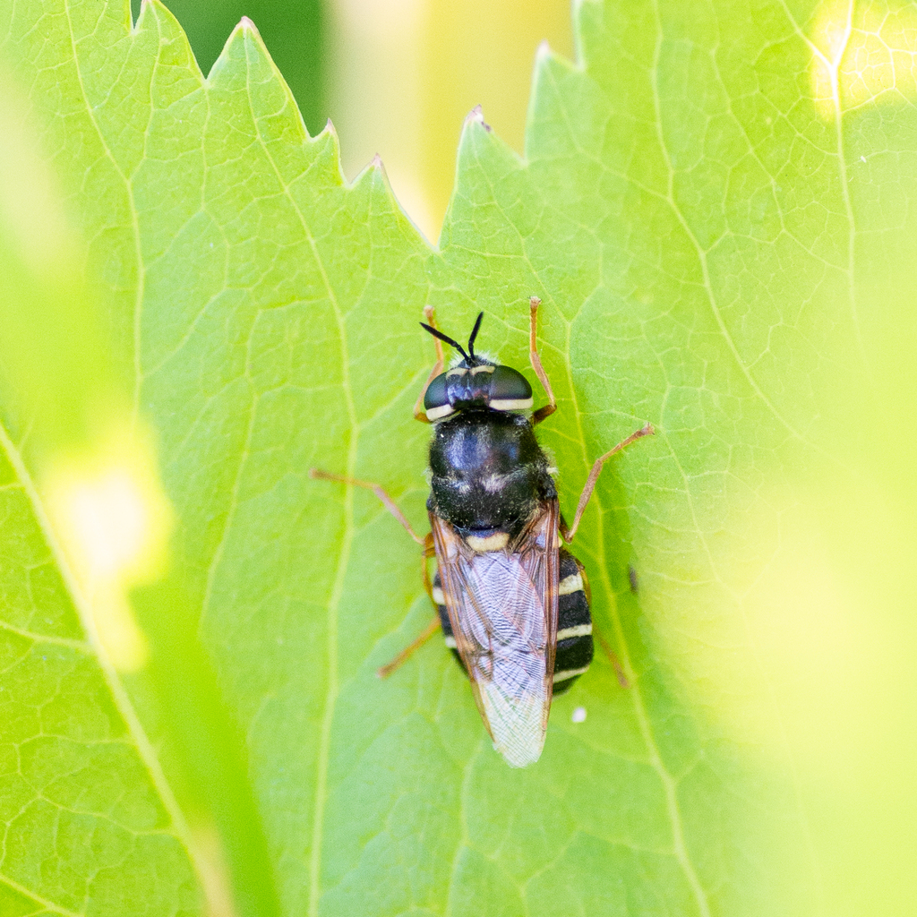 Stratiomys equestris