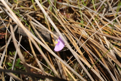 Utricularia paulineae
