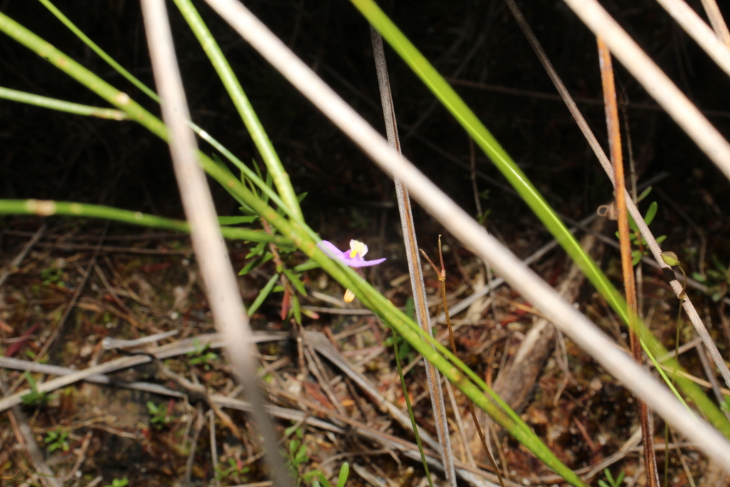 Utricularia paulineae Lowrie 3