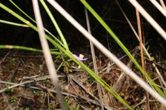 Utricularia paulineae