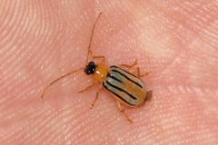 Diabrotica underwoodi