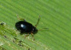 Aphthona nonstriata