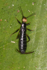 Metresura