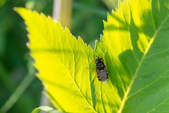 Stratiomys equestris