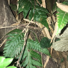 Tectaria fuscipes