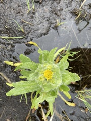 Tephroseris palustris