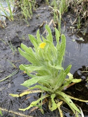 Tephroseris palustris