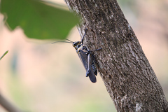 Chromacris nuptialis