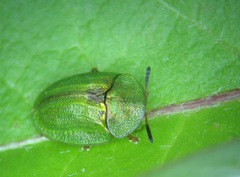 Cassida stigmatica