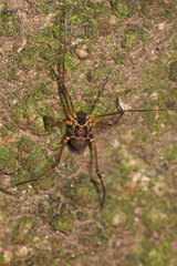 Eucynortula albipunctata