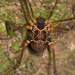 Eucynortula albipunctata - Photo (c) Chloe and Trevor Van Loon, some rights reserved (CC BY), uploaded by Chloe and Trevor Van Loon