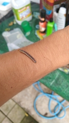 Argyrosticta decumana