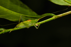 Image of Podacanthophorus nelciae