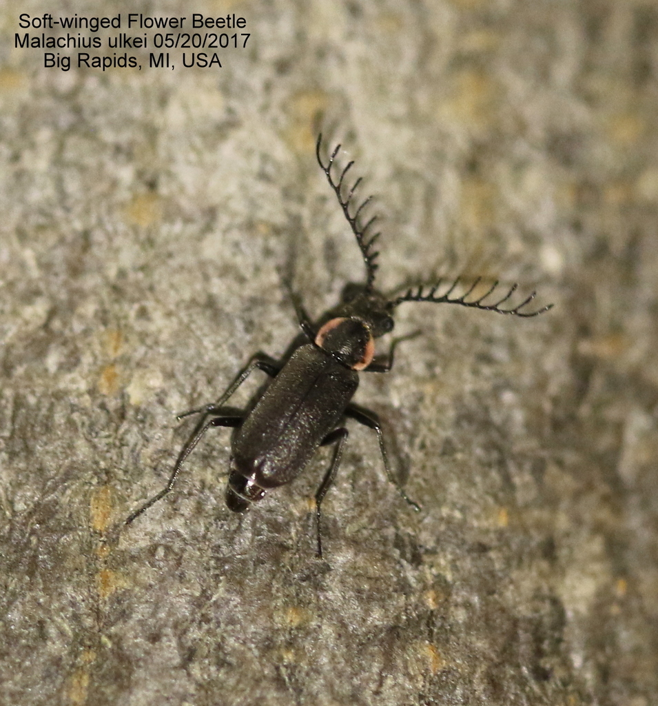 Malachius ulkei