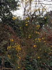 Ulex europaeus