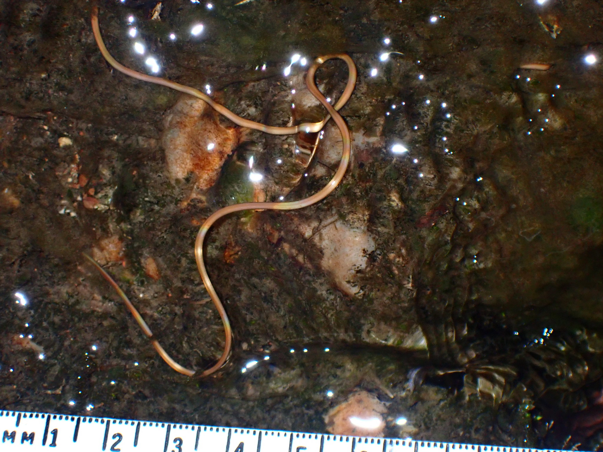 Nematomorpha