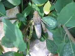 Prionotropis hystrix