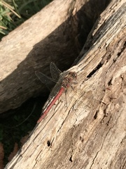 Sympetrum nigrifemur