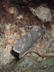 Lithophane laticinerea