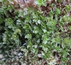 Ptychostomum capillare