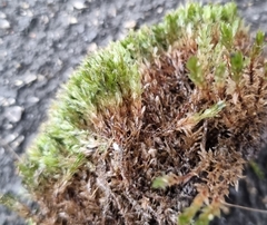 Ptychostomum capillare