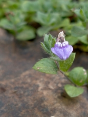 Hygrophila serpyllum