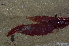 Calliblepharis ciliata