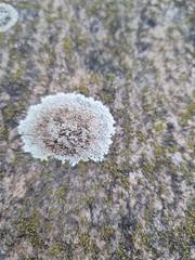 Protoparmeliopsis muralis