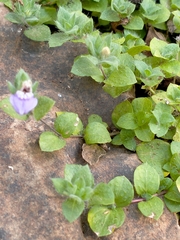 Hygrophila serpyllum