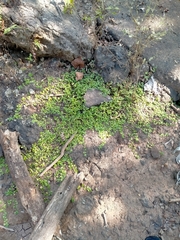 Hygrophila serpyllum